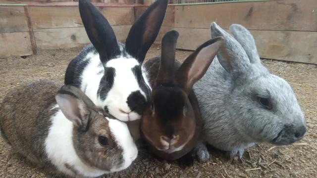 Lapins Fermrpichet.fr